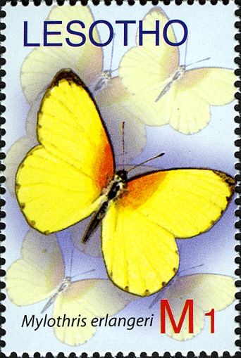 Butterfly (Mylothris erlangeri)