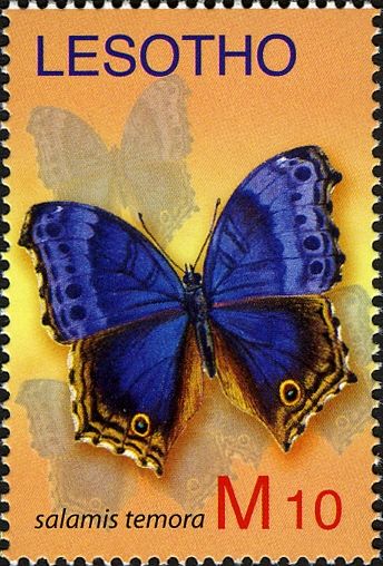 Blue Mother-of-pearl (Salamis temora)