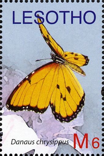 African Monarch (Danaus chrysippus)
