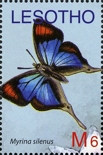 Common Fig-tree Blue (Myrina silenus)