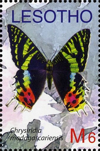 Madagascan Sunset Moth (Chrysiridia madagascariensis)