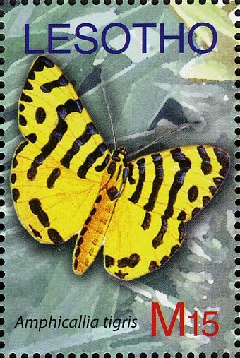 Moth (Amphicallia tigris)