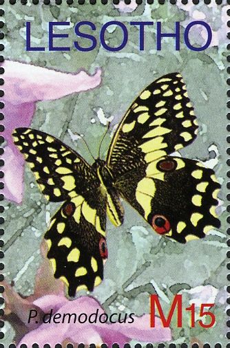 Citrus Swallowtail (Papilio demodocus)