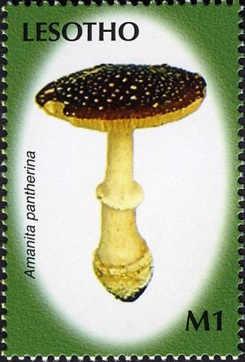 Amanita pantherina