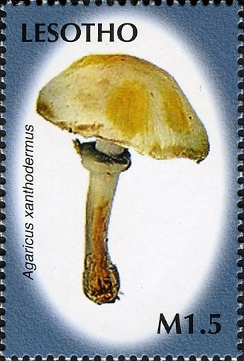 Agaricus xanthodermus