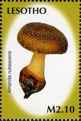 Amanita rubescens