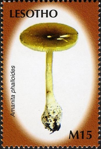 Amanita phalloides