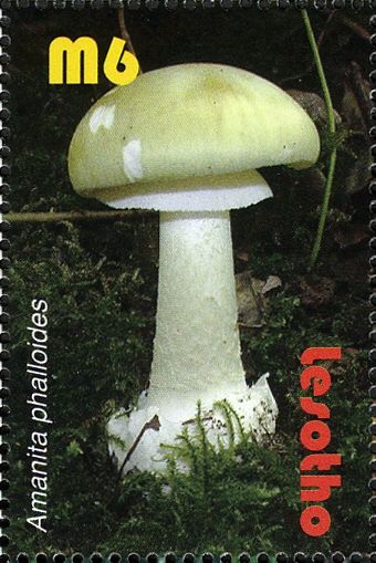 Amanita phalloides