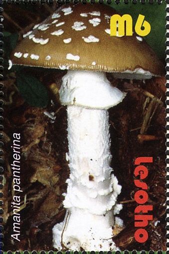 Amanita pantherina
