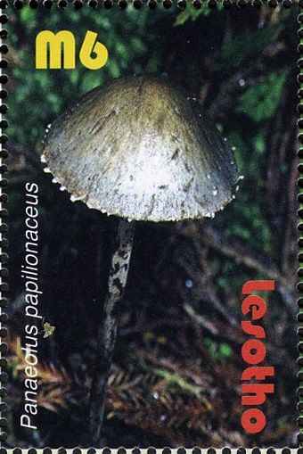 Panaeolus papilionaceus
