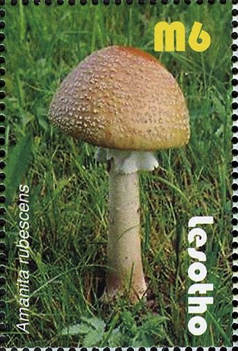 Amanita rubescens