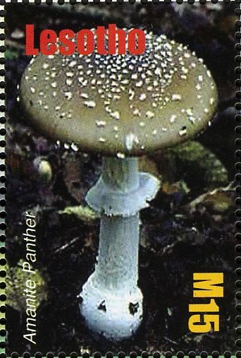 Amanita pantherina