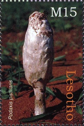 Podaxis pistillaris