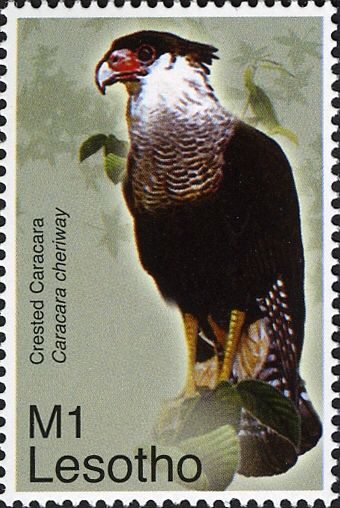 Crested caracara (Caracara cheriway)
