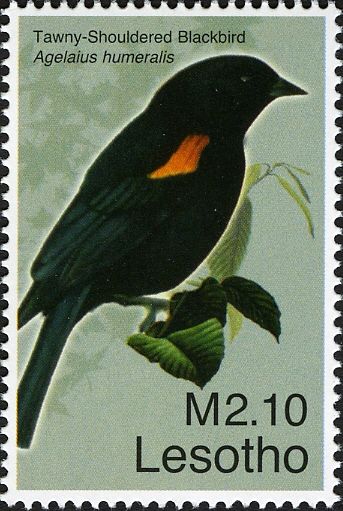 Tawny-shouldered Blackbird (Agelaius humeralis)