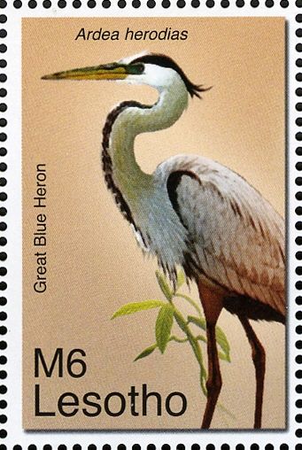 Great Blue Heron (Ardea herodias)
