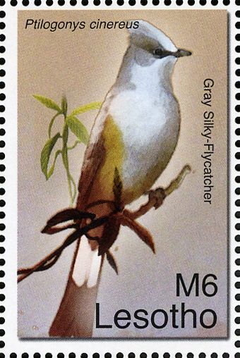 Gray Silky-flycatcher (Ptilogonys cinereus)