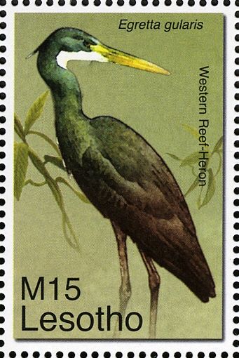 Western Reef Heron (Egretta gularis)
