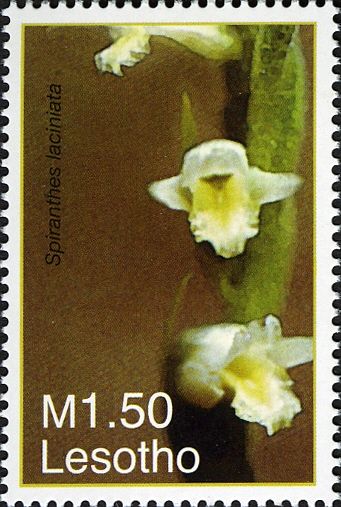 Spiranthes laciniata
