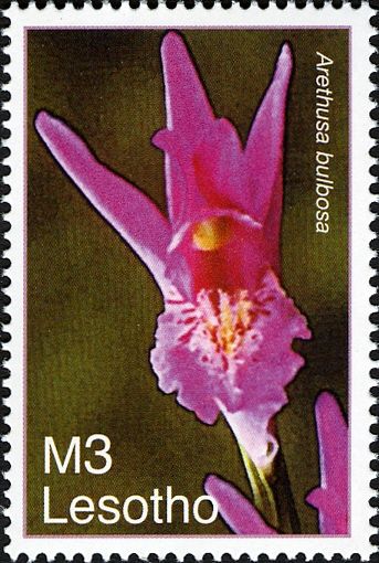 Arethusa bulbosa