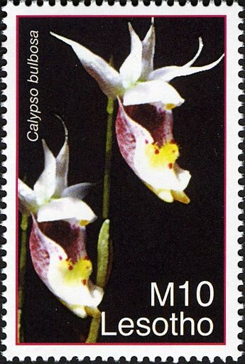 Calypso bulbosa