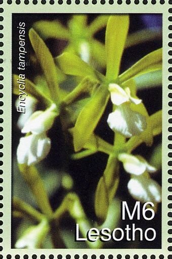 Encyclia tampensis