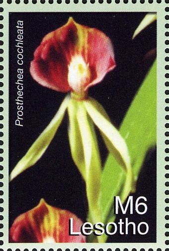 Prosthechea cochleata