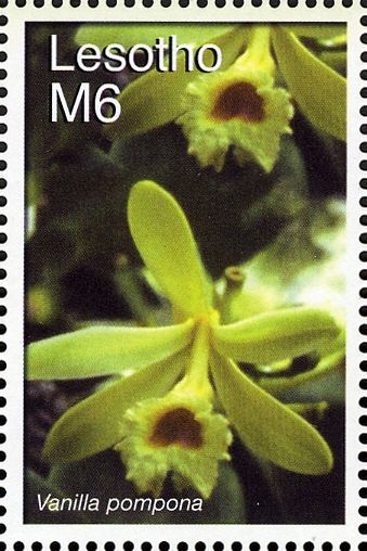 Vanilla pompona