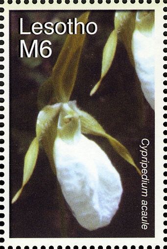 Cypripedium acaule