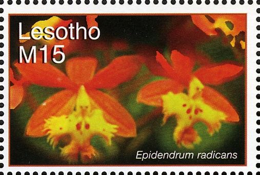 Epidendrum radicans