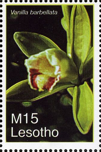 Vanilla barbellata