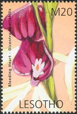 Flowers of Southern Africa