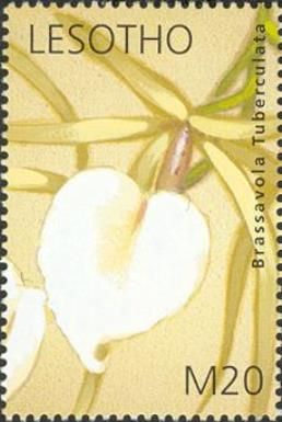 Orchids of Southern Africa: Brassavola tuberculata