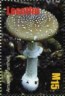 Amanita pantherina