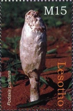 Podaxis pistillaris