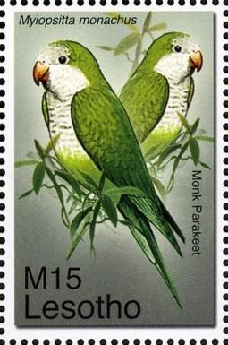 Monk Parakeet (Myiopsitta monachus)