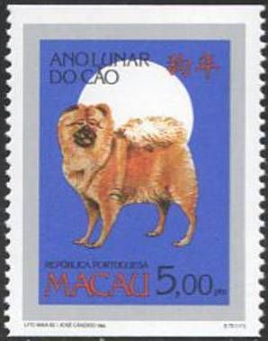 Dog (Canis lupus familiaris)