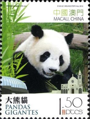 Giant Panda (Ailuropoda melanoleuca)