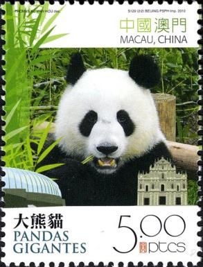 Giant Panda (Ailuropoda melanoleuca)