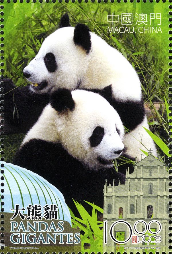 Giant Panda (Ailuropoda melanoleuca)