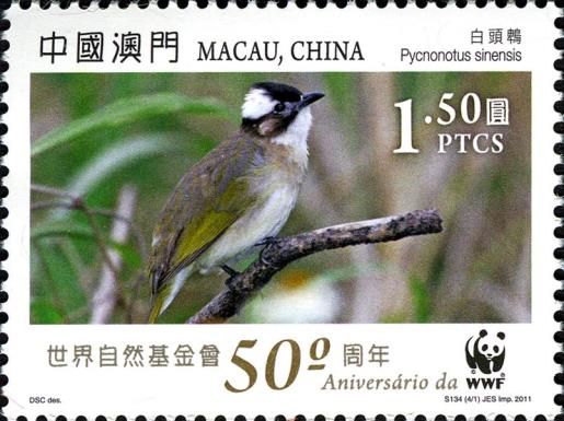 Chinese Bulbul (Pycnonotus sinensis)