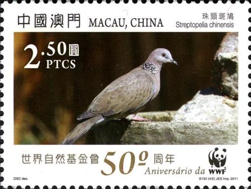 Spotted Dove (Streptopelia chinensis)