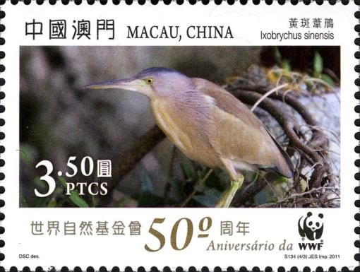 Yellow Bittern (Ixobrychus sinensis)