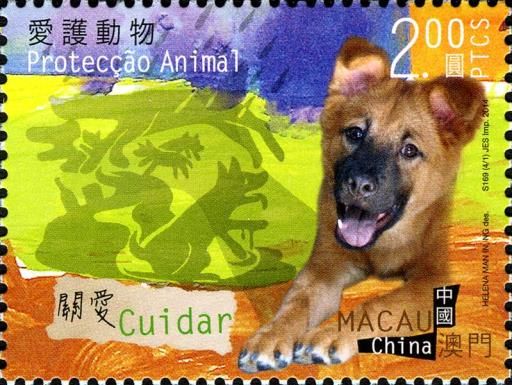 Dog (Canis lupus familiaris)