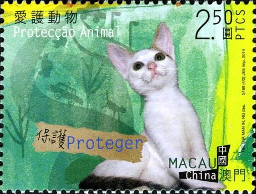 Domestic Cat (Felis silvestris catus)