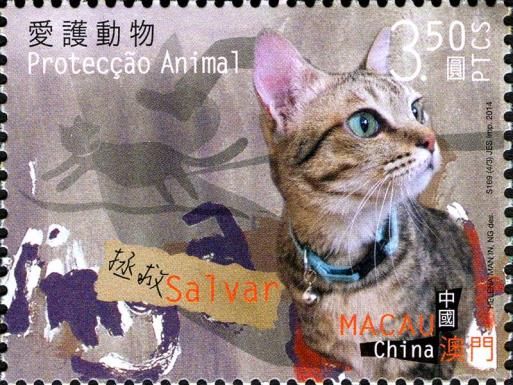 Domestic Cat (Felis silvestris catus)