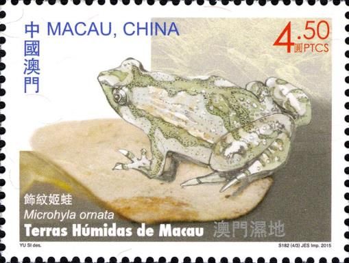 Ant Frog (Microhyla ornata)