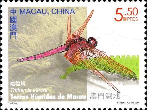 Crimson Marsh Glider (Trithemis aurora)