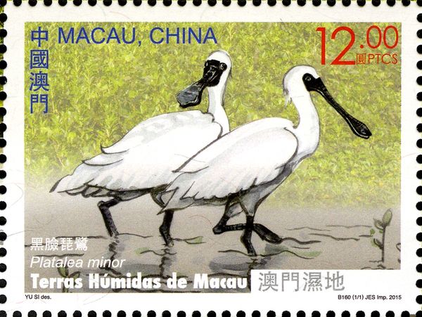 Black-faced Spoonbill (Platalea minor)