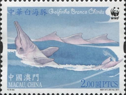 Indo-Pacific Humpback Dolphin (Sousa chinensis)